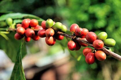Kawa świeżo palona Arabica 1kg Malawi AA Plus Ziarnista